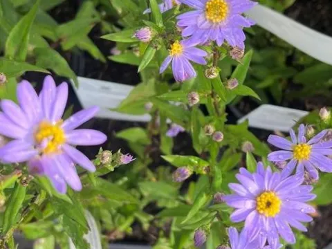 Aster novi-belgii 'Dauerblau'