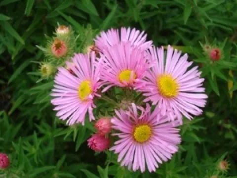 Aster novae-angliae 'Harrington's Pink'