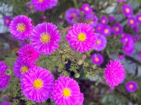 Aster novi-belgii 'Karminkuppel'