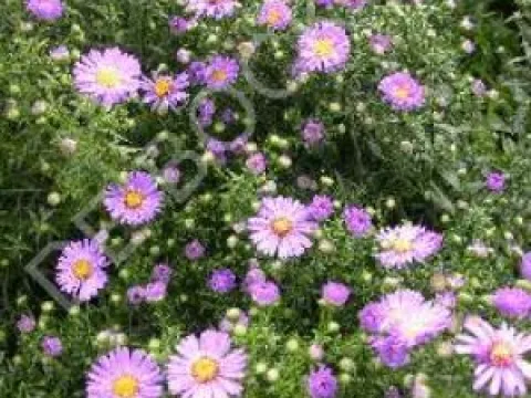 Aster novi-belgii 'Marie Ballard'