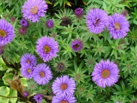 Aster novae-angliae 'Purple Dome'