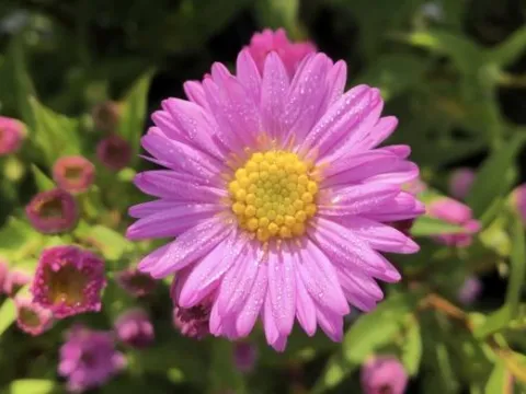Aster novi-belgii 'Sarah Ballard'