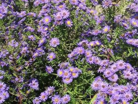 Aster novi-belgii 'Schöne von Dietlikon'