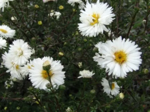 Aster novi-belgii 'White Ladies'