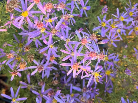 Aster sedifolius 'Nanus'