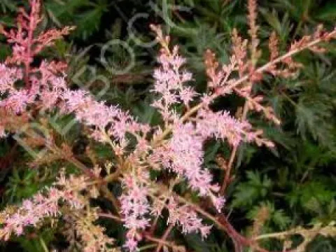 Astilbe simplicifolia 'Sprite'