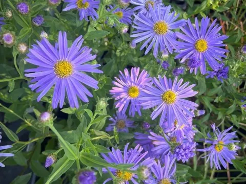 Aster thomsonii