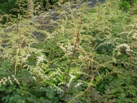 Astilbe thunbergii 'Prof. van der Wielen'