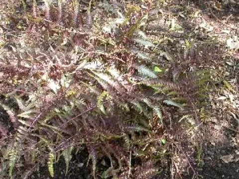 Athyrium niponicum 'Metallicum'