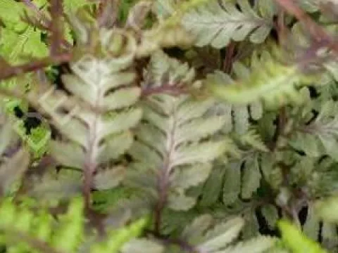 Athyrium niponicum 'Red Beauty'