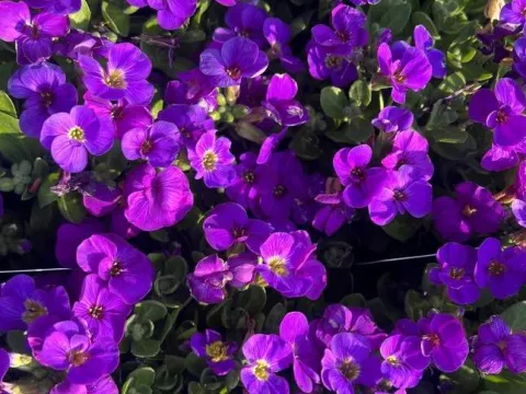 Aubrieta 'Kitte'
