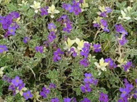 Aubrieta 'Tauricola Silberrand'