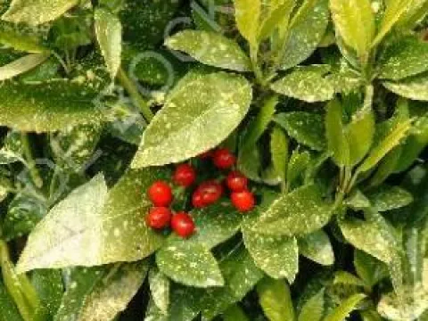 Aucuba japonica 'Variegata'