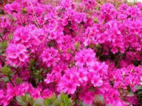 Azalea (J) 'Amoena'
