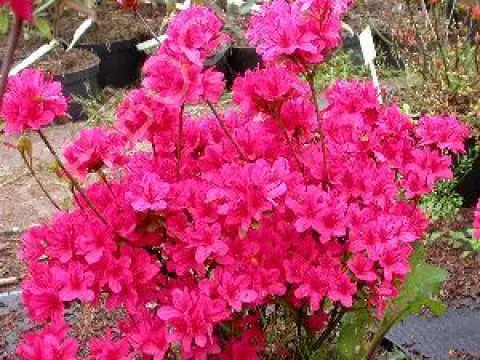 Azalea (J) 'Hino-crimson'