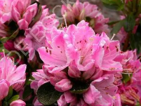 Azalea (J) 'Kermesina'