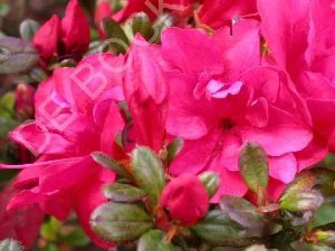 Azalea (J) 'Moederkensdag'