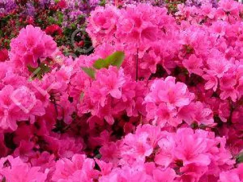 Azalea (J) 'Mme Van Hecke'