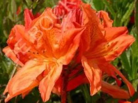 Azalea mollis Oranje