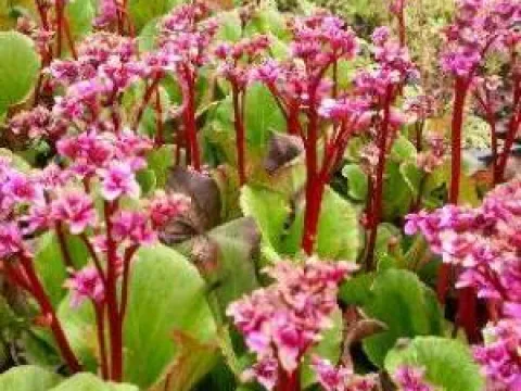 Bergenia 'Abendglut'