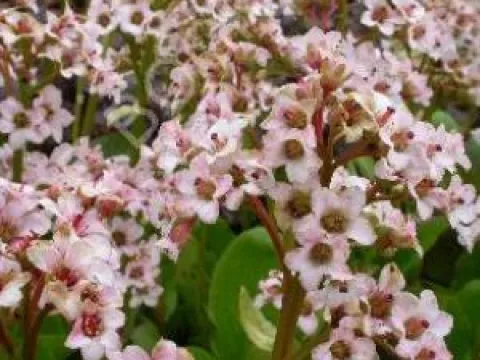 Bergenia 'Bressingham White'