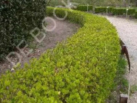 Berberis buxifolia 'Nana'