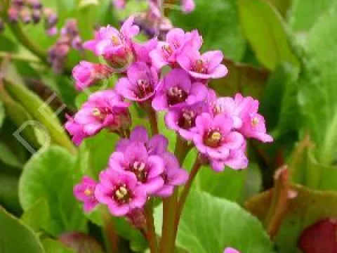 Bergenia cordifolia