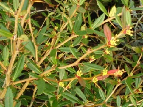 Berberis julianae