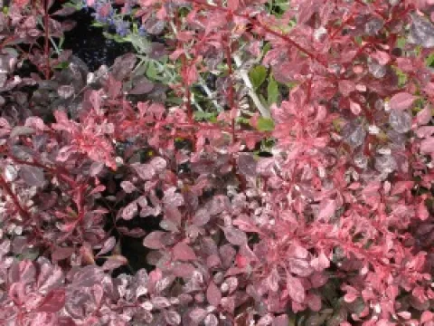 Berberis thunbergii 'Rose Glow'