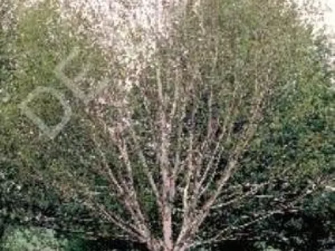 Betula utilis 'Doorenbos'
