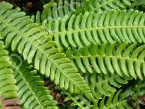 Blechnum spicant