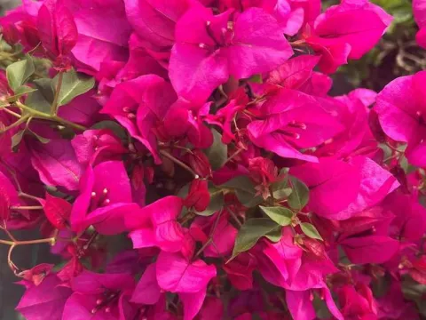 Bougainvillea glabra 'Sanderiana'