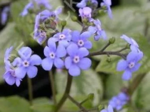 Brunnera macrophylla 'Jack Frost'