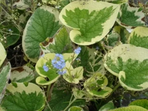 Brunnera macrophylla 'Variegata'