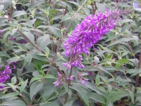 Buddleja 'ARGUS Velvet' (r)