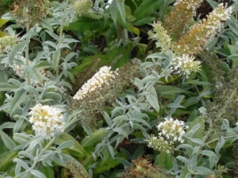 Buddleja 'White Ball'