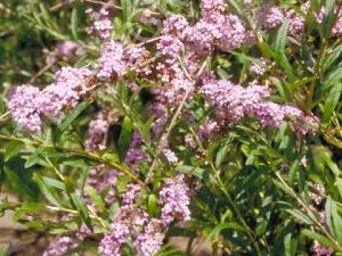 Buddleja alternifolia