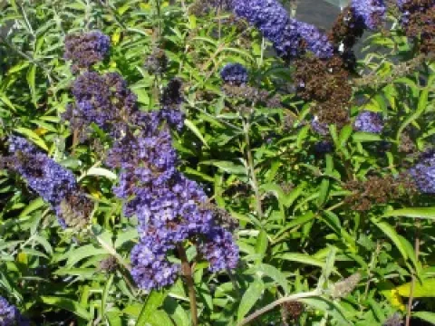 Buddleja davidii 'Adonis Blue'