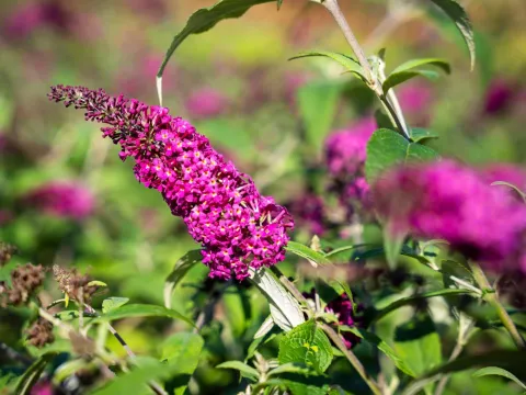 Buddleja davidii 'Miss Ruby' ®