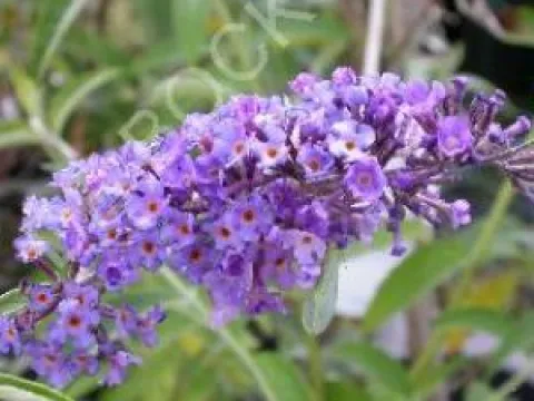 Buddleja davidii 'Nanho Blue'
