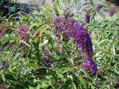 Buddleja davidii 'Nanho Purple'