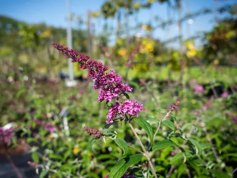 Buddleja davidii 'Pink Delight'