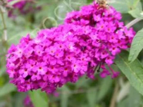 Buddleja davidii 'Royal Red'