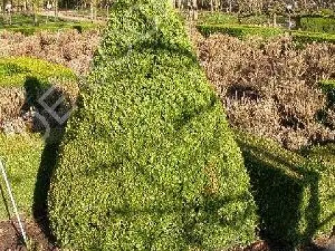 Buxus sempervirens