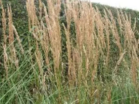 Calamagrostis acutiflora 'Karl Foerster'
