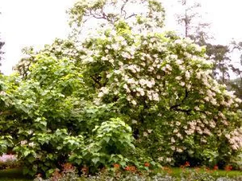 Catalpa bignonioides