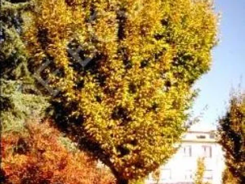 Carpinus betulus 'Fastigiata'