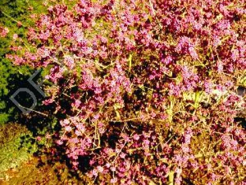 Callicarpa bodinieri 'Profusion'