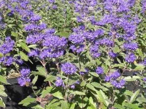 Caryopteris clandonensis 'Grand Bleu'