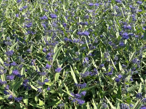 Caryopteris clandonensis 'Heavenly Blue'